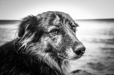 Close-up of dog looking away