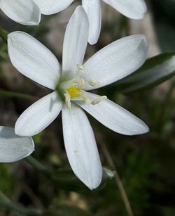 Close-up of white flowers