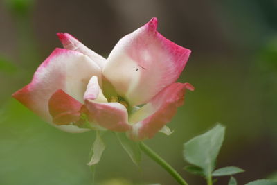 Close-up of pink rose flower blooming in park