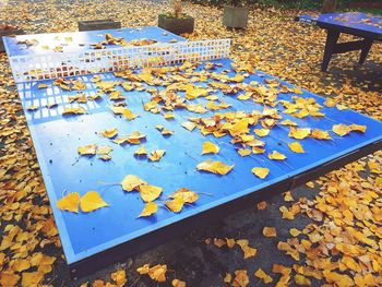 High angle view of maple leaves floating on table