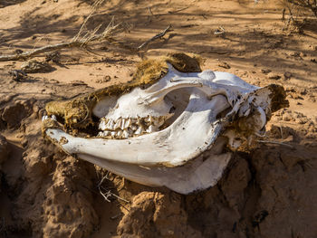 bone