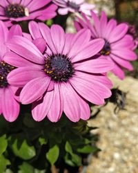 Close-up of pink flowers blooming outdoors