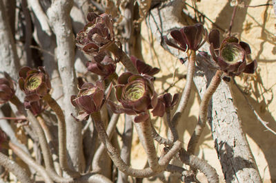 Flowers growing on plant stem