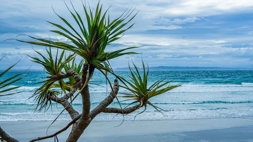 Coconut palm tree on beach against sky