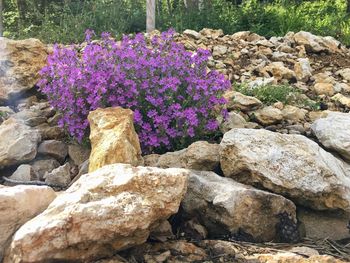 Full frame shot of purple flowers