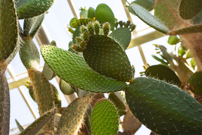 Close-up of succulent plant growing on tree