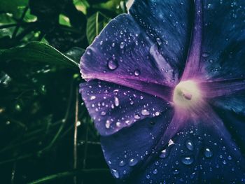 Close-up of wet flower blooming outdoors