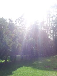 Sun shining through trees