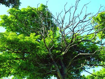 Low angle view of trees