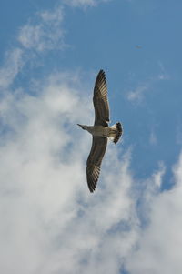 Low angle view of seagull flying against sky