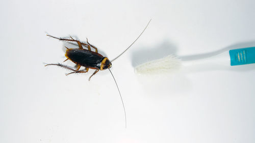 Close-up of insect over white background