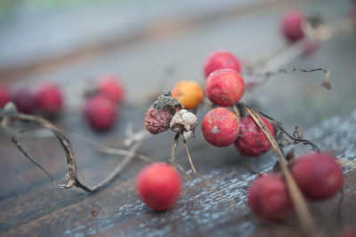 Close-up of red berries on tree