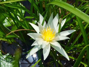 Close-up of white flower blooming outdoors