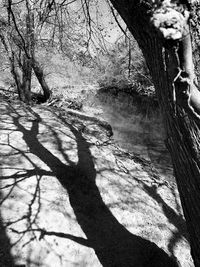 Shadow of tree on water