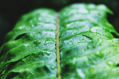Close-up of wet green leaves