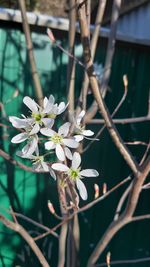 Close-up of white flowering plant