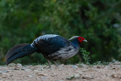 Close-up of bird perching on a field