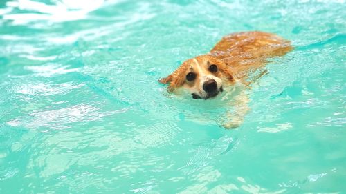 High angle view of dog swimming in pool