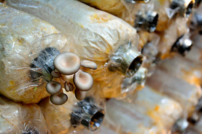 Close-up of mushrooms growing on plastic container