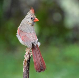 Female northern cardinal