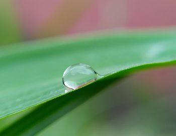 Close-up of water drop on leaf