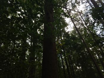 Low angle view of trees