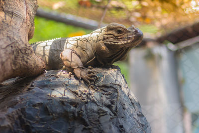 Close-up of lizard on rock