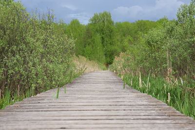 Boardwalk amidst trees on landscape