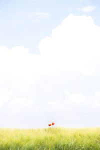 Scenic view of field against sky