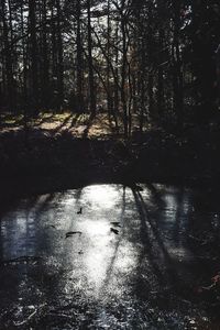 Scenic view of river in forest