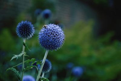 Close-up of echinops flowering plant on field