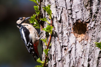 Close-up of bird perching on tree trunk