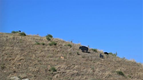 View of an animal on field against clear blue sky