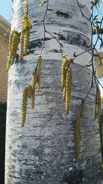 Close-up of snow on plant during winter