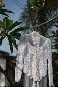 Close-up of white plant hanging on branch