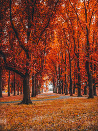 Trees in park during autumn