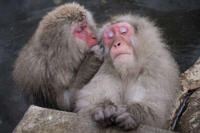 Monkey sitting on rock