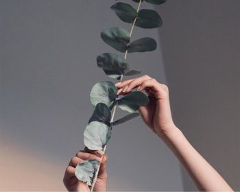 Cropped hands of woman holding plant against ceiling