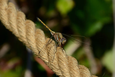 Close-up of insect on plant