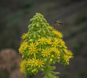 Close-up of insect on flower