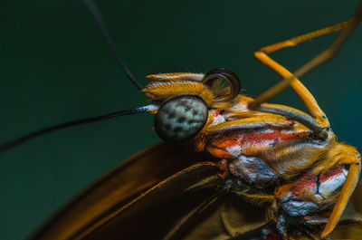 Close-up of insect