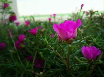 Close-up of pink flowers blooming in field