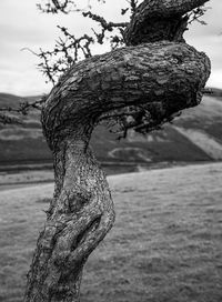 Close-up of tree trunk on field against sky