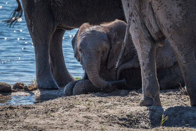 African elephant at waterhole in forest