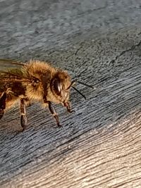 High angle view of insect on wood