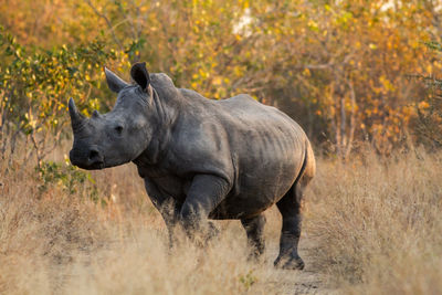 Rhinoceros walking on grassy field in forest