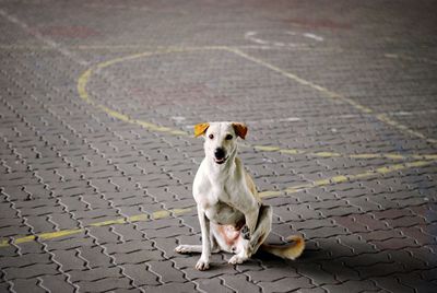 Portrait of dog sitting on sidewalk