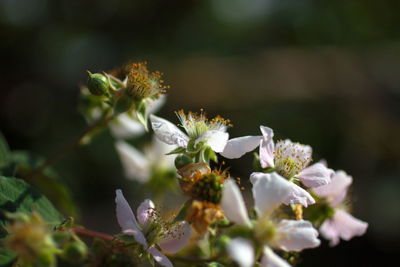 Close-up of white flowering plant