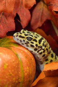 Close-up of orange