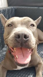 Close-up of staffordshire bull terrier relaxing on armchair